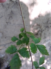 Rubus saxatilis