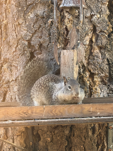 California Ground Squirrel