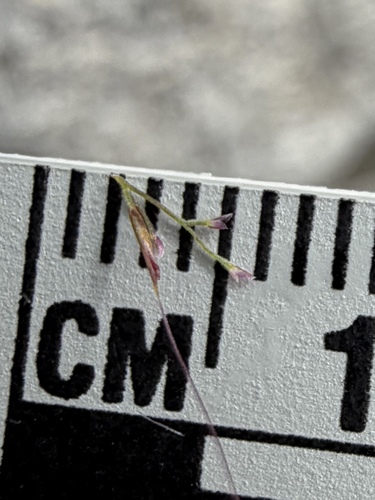 Muhlenbergia microsperma, photograph 6