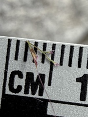 Muhlenbergia microsperma, photograph (c) Matt Berger, some rights reserved (CC BY)