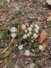 Aphanostephus skirrhobasis