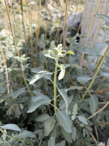 Salvia vaseyi, photograph 6