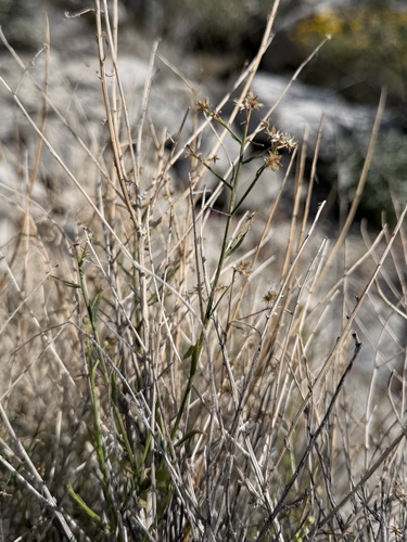 Bebbia juncea