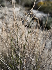 Bebbia juncea, photograph (c) Matt Berger, some rights reserved (CC BY)