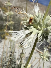 Salvia vaseyi, photograph (c) Matt Berger, some rights reserved (CC BY)