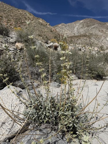 Salvia vaseyi, photograph 5