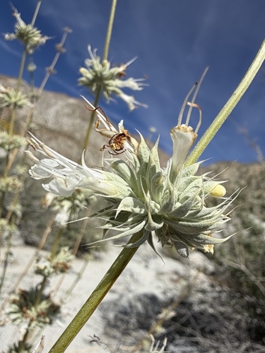 Salvia vaseyi