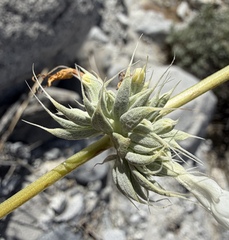 Salvia vaseyi, photograph (c) Matt Berger, some rights reserved (CC BY)