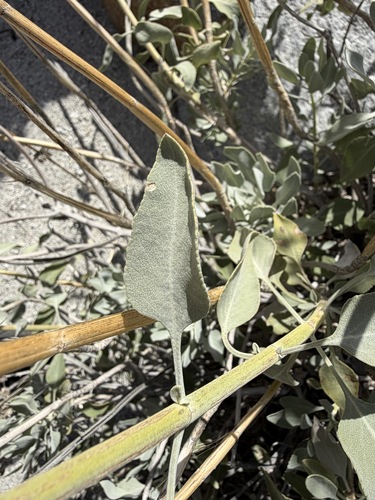 Salvia vaseyi, photograph 3