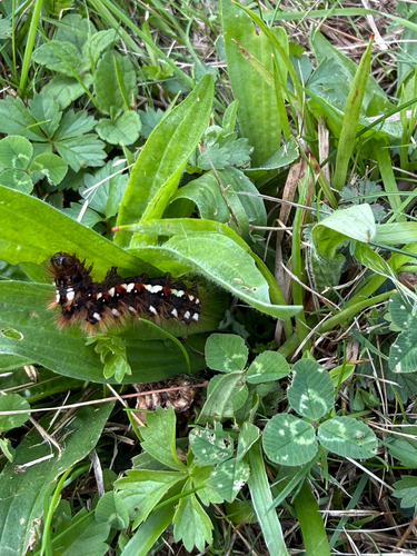 Knot Grass Moth