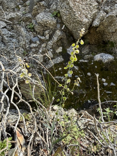Thysanocarpus curvipes, photograph 2