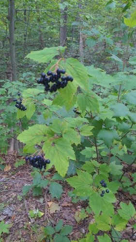 mapleleaf viburnum