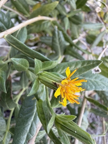 Trixis californica, photograph 3