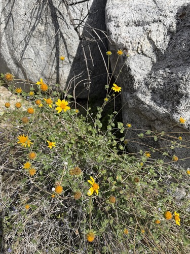 Bahiopsis parishii, photograph 2