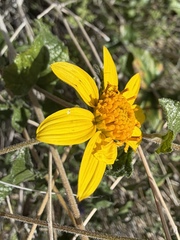 Bahiopsis parishii
