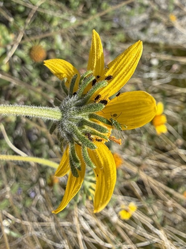 Bahiopsis parishii, photograph 3
