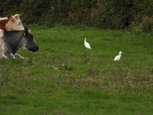 Western Cattle-Egret
