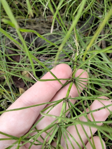 field horsetail
