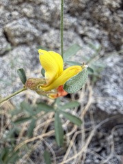 Acmispon rigidus, photograph (c) Matt Berger, some rights reserved (CC BY)