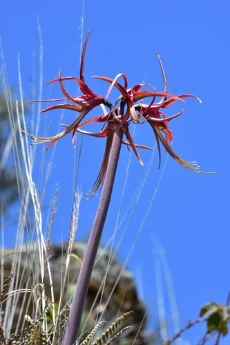 Hippeastrum cybister, photograph 1