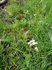 Cardamine amara
