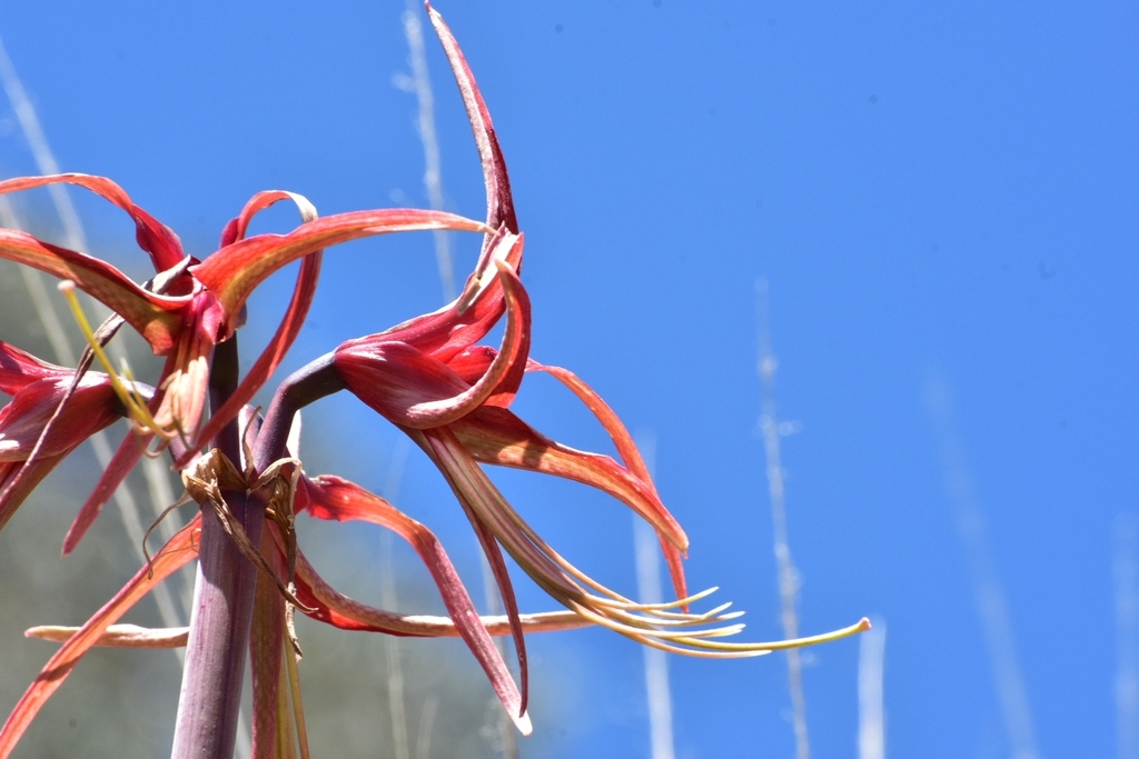 Hippeastrum cybister; photograph (c) Andrés Romero Bravo, some rights reserved (CC BY)
