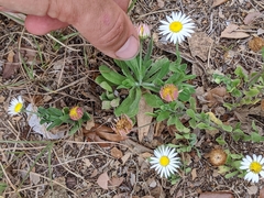 Aphanostephus skirrhobasis
