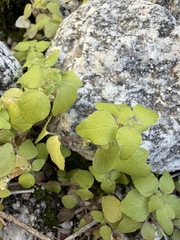 Parietaria hespera