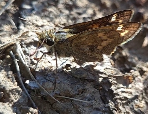 Huron Skipper