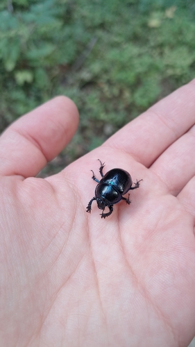 Woodland Dor Beetle