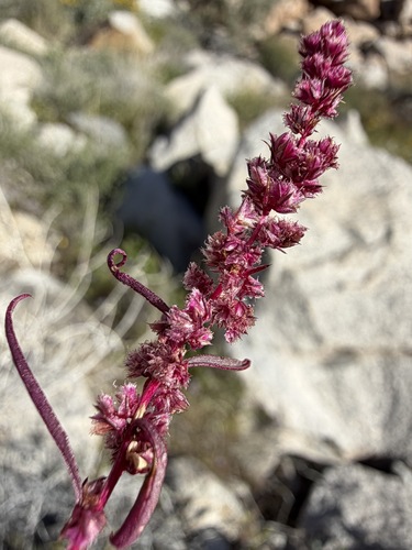 Amaranthus fimbriatus, photograph 3