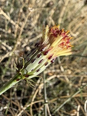 Adenophyllum porophylloides