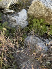 Muhlenbergia microsperma, photograph (c) Matt Berger, some rights reserved (CC BY)
