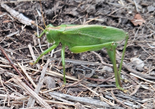 Great Green Bush-cricket