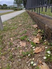 Aphanostephus skirrhobasis