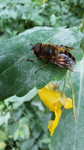 Eristalis similis