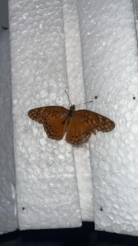 Mexican Fritillary