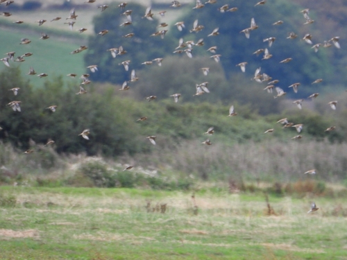Eurasian Linnet