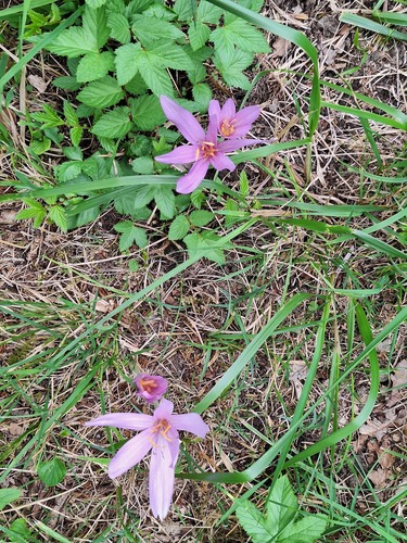 Autumn Crocus