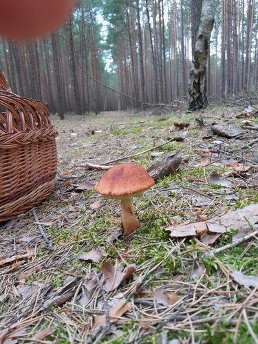 Aureoboletus projectellus