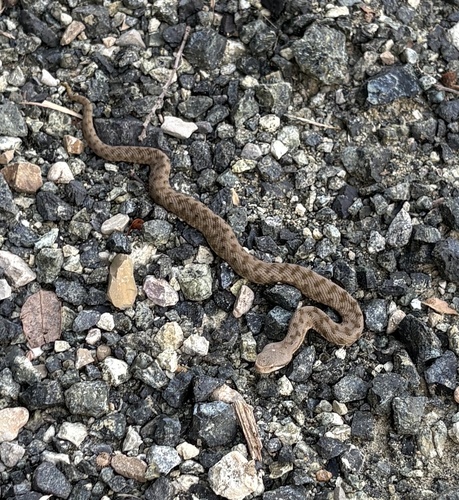 Vipera aspis francisciredi