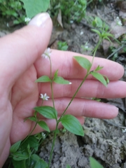 Moehringia trinervia