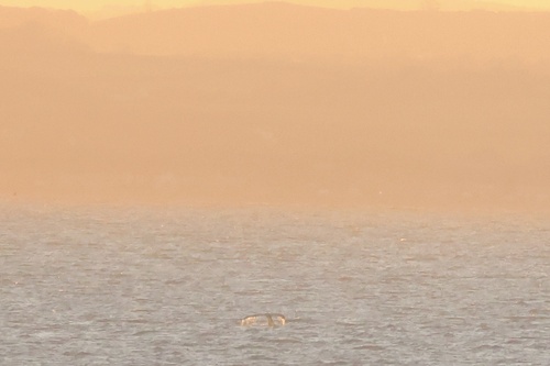 Humpback Whale