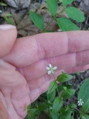 Moehringia trinervia