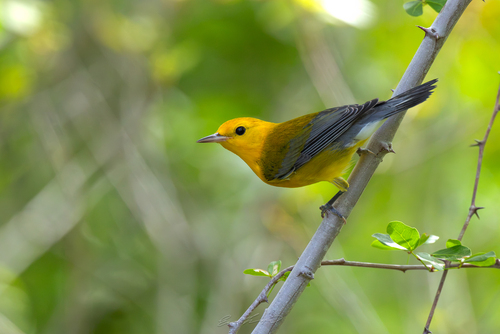 Prothonotary Warbler