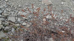 Myrica gale tomentosa