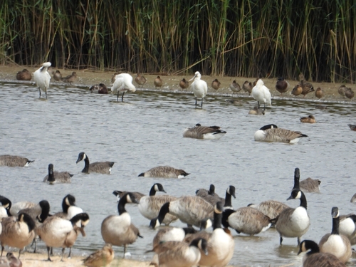 Eurasian Spoonbill
