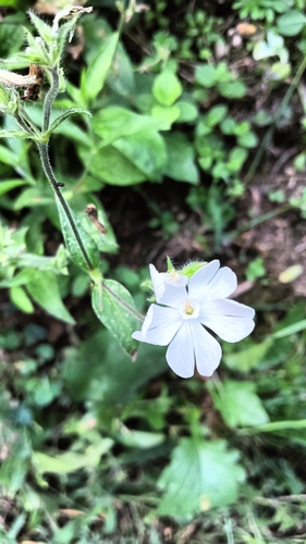white campion