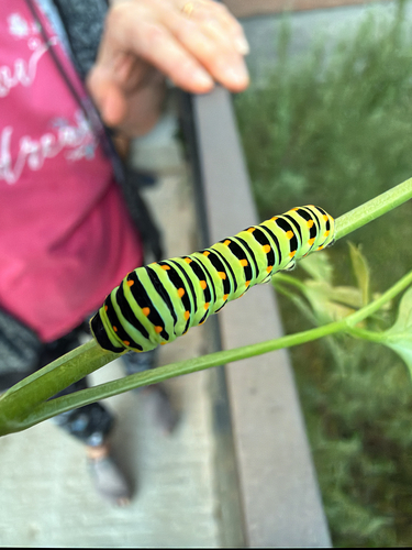 Old World Swallowtail