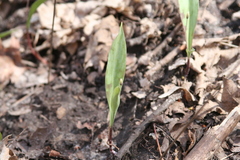 Erythronium propullans